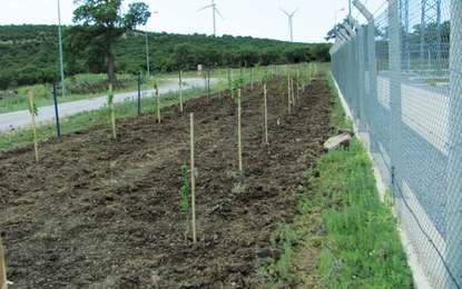 FORESTATION OF POWERPLANT NEIGHBOURHOOD